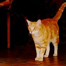 FG Mannheim 08 Fuchs Klaus D